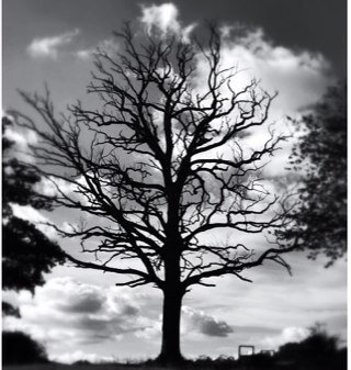 Ancestreemakers's profile picture. Making the past part of your present. Family and police historian; giver of walks and talks @islingtonwalks and @camdenguides member. Part of @Cripplegatetale