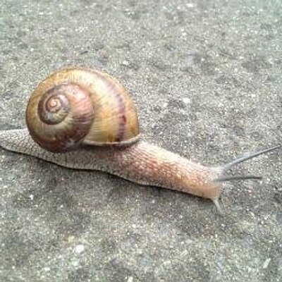 うざいカタツムリbot Bot Twitter