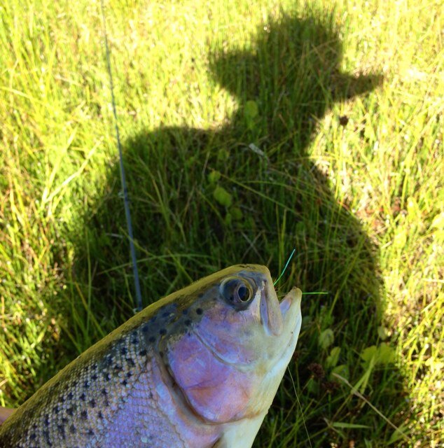 author, professor, fly-fisher.