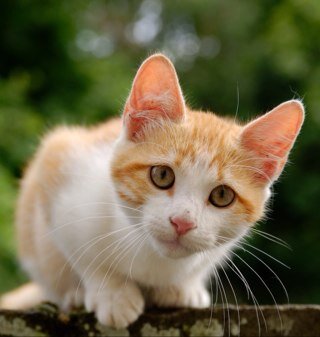 Im a fire colored she-kit. Im only 4 moons old i hope i will be clan leader one day!mom:@blackheartcat99