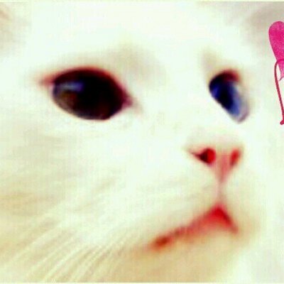 ねこ