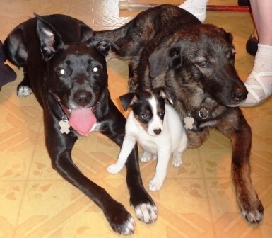 Loves Dogs, has 3 rescues
Detroit, MI