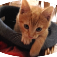 FranFink (@frannyfinkels) Twitter profile photo