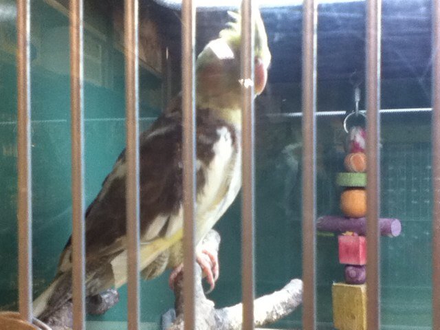 I am a bird named Shadow :) R.I.P. Preston Dec 2012-Sept. 13 2013.