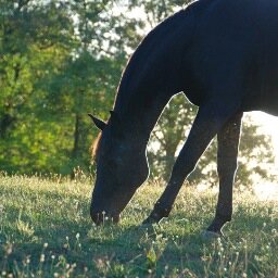 Dream Catcher Farm is a picturesque horse center nestled in the foothills of Sugarloaf Mountain located in Adamstown, Maryland.