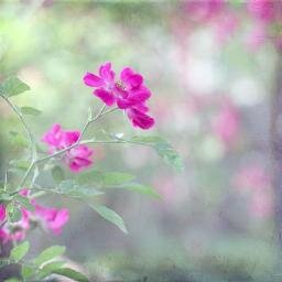 lonlyrosa's profile picture. 仙台のステキなお店つぶやきます。