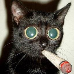 Patadebareto's profile picture. No espere mucho de mi.