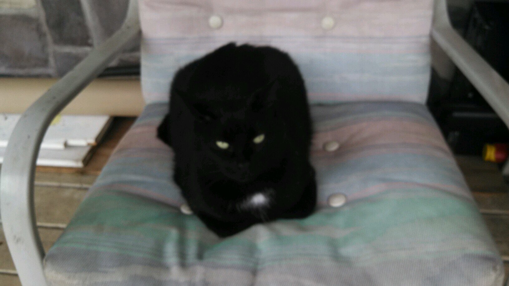 Hi I'm White Patch! I'm a She-cat I'm black with a white spot under my neck.