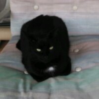 White Patch (@white_patch_) Twitter profile photo