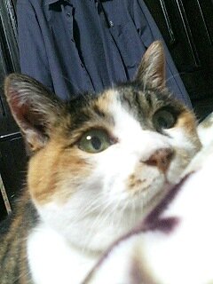 ミーぼーんさんのプロフィール画像