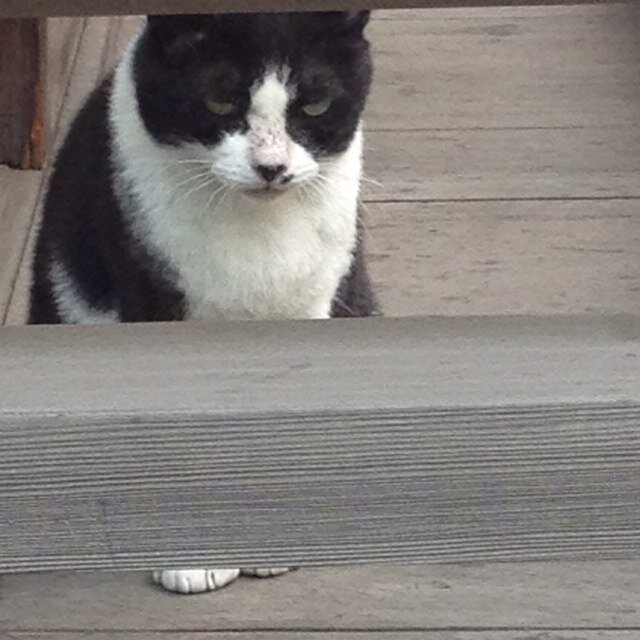 ぼちぼち生きてます。ねこが好き。