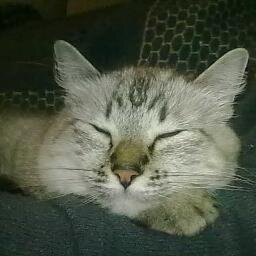 Amante de los gatos, nintendero de corazón :)