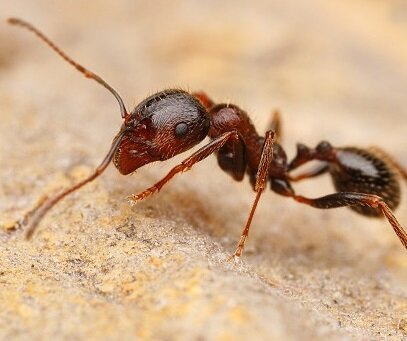 ants_colony's profile picture. Мы - муравьи! Самые социальные насекомые на земле, живём здесь уже более 100 млн. лет и нас уже ну ооочень много!