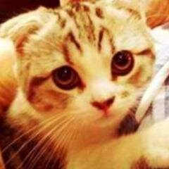 Hiiii! I'm a simple cat and yet a special cat. Meowtwins: @TaylorCat_MS and @meredithswift21 Much Love xx