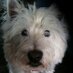 Skipper (@smellyskipper) Twitter profile photo