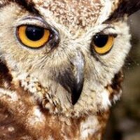 Wildlife Ranger(@wildlife_ranger) 's Twitter Profile Photo