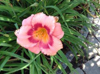 lynnphoward's profile picture. 