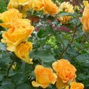 Marcia Bruno - @MissendenRyouma - Twitter