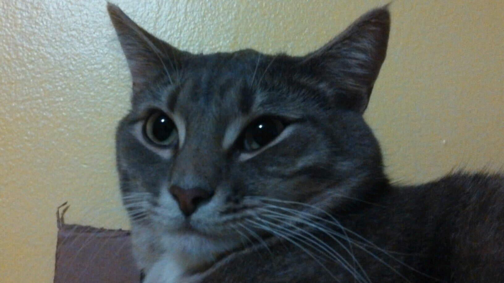 Hi I'm Sky Claw/Paw. I'm a apprentice of White Storm! I'll train to be the best Warrior in the whole forest!!!