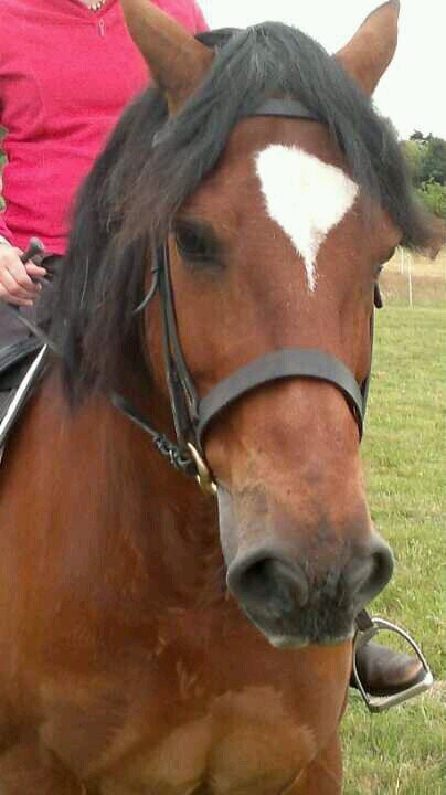 LynneDavies14's profile picture. dental nurse, horse addict, loves films and music