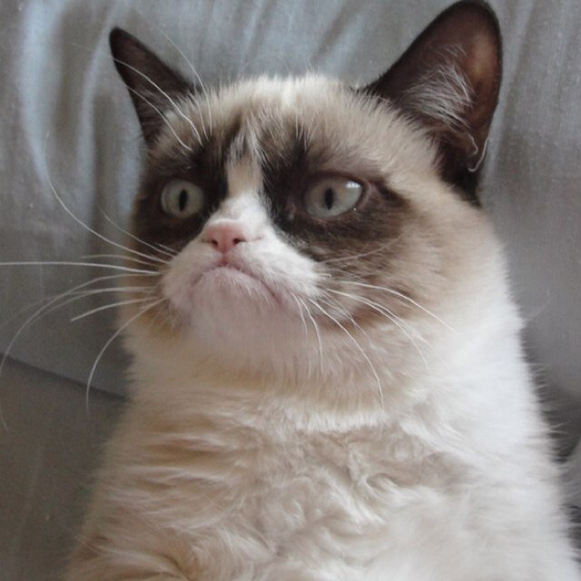 grumpy cat @verygrumpycat  Twitter