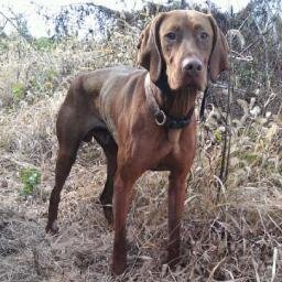 We Love Dogs! Outdoor Dogs Blog Includes Free Dog Training, Pics, Product Reviews, Adventures & News; Favorite Dog Supplies for Active Living, Outdoors & Travel