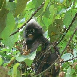 Environmental organization that specializes in camera-trapping deep inside of abandoned/neglected national parks and wildlife sanctuaries in tropical countries.