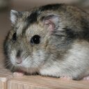 vanessa muller - @lol_essa_lol - Twitter