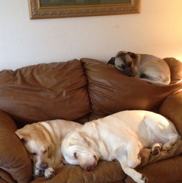 4russb's profile picture. 