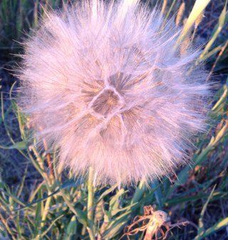 puccirama's profile picture. Feisty Italian woman, happy wife, mama, grandma, full time Realtor - loves all things Italian, cooking for family and friends, fly fishing, tennis and red wine!