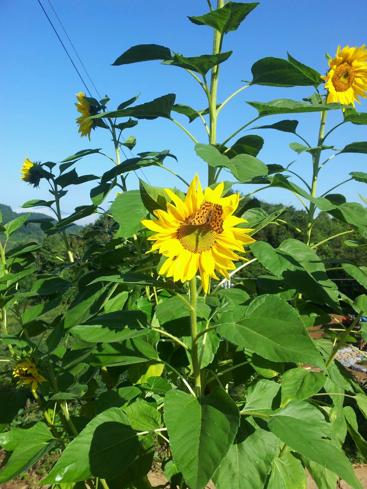 aibi365's profile picture. 자연이 좋아. 단양으로 내려왔습니다.마늘농사 고추농사,모든먹거리 자연에서 얻어서 같이 나누어 먹으려고요.