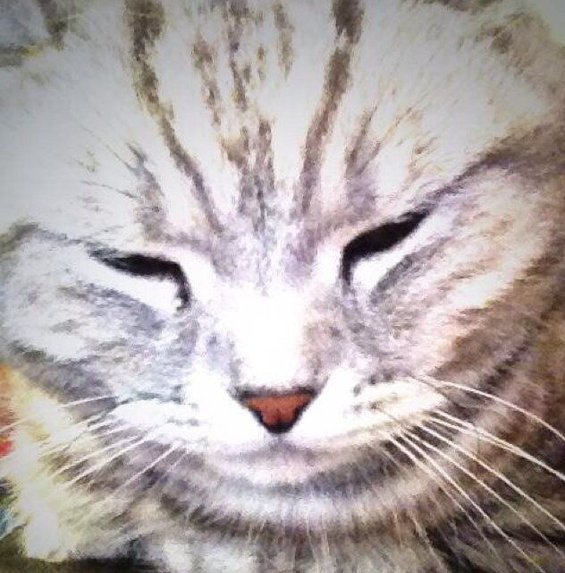 I am a revolutionary cat that comes from Belarus! If I like you hello if i dont you are idiot :)