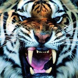 Baillie House - the house of the tigers. Hear us ROAR!