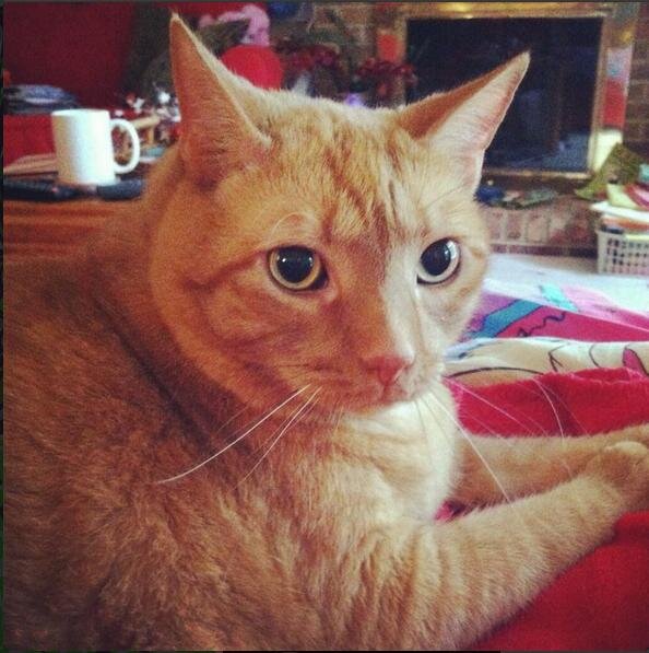 A day in the life of a 30 pound orange tabby cat