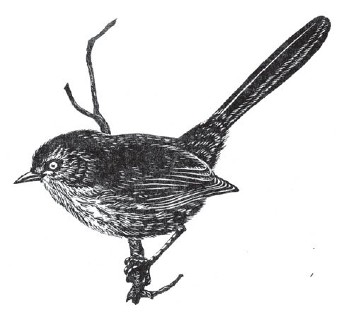 PASAudubon's profile picture. Founded in 1904, one of the oldest chapters in California.
