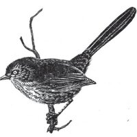 Pasadena Audubon (@pasaudubon) 's Twitter Profile