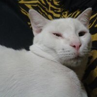 Benedicto Lozano Gir (@benedictolozano) 's Twitter Profile