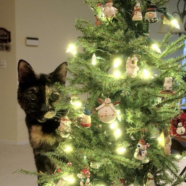 Judycatlover's profile picture. 