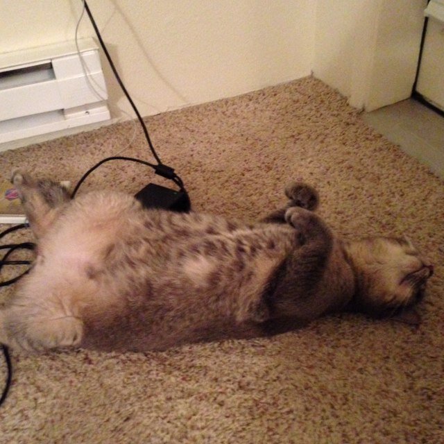 Leo_FatCat's profile picture. I'm a fat cat.  I like to eat, nap, & poop.