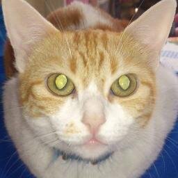 MithAlex Profile Picture
