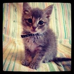 Organisme sans but lucratif enregistré qui a pour mission d’améliorer la condition des chats, errants et de compagnie.