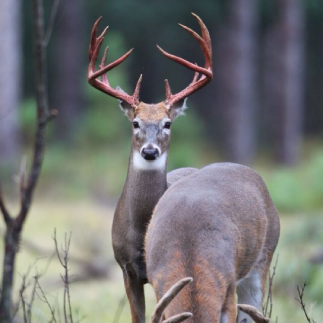 COUNTRYBOY442's profile picture. 