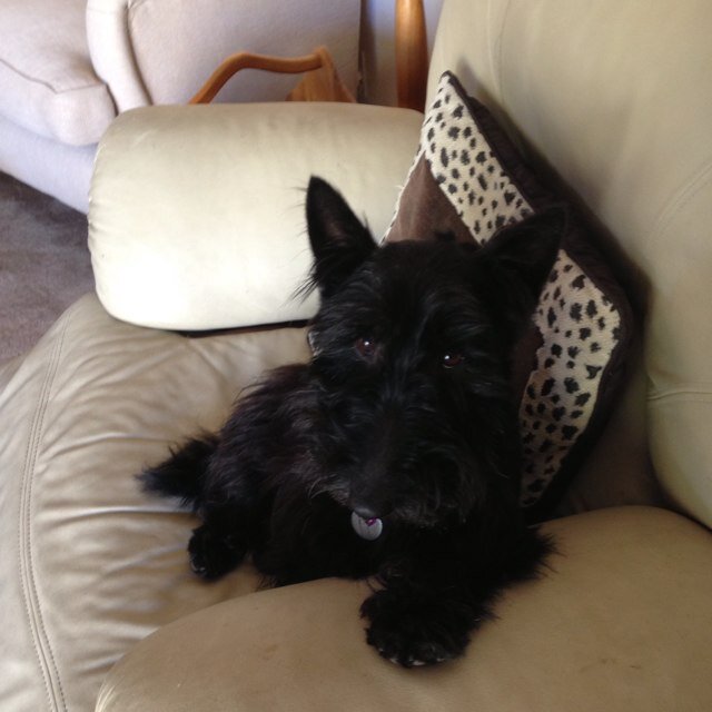 From Cork to Cape Town via the world; widow; 5children; 5rescue dogs; 5continents!! all opinions my own