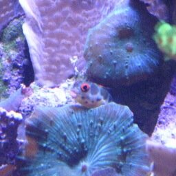 Aquarium Designer and Care Specialist, Technologist