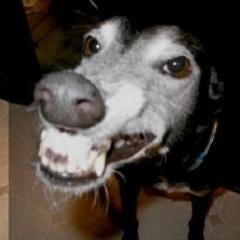 AssCoProbs's profile picture. We all have AssCo Probs.