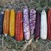 Semillas de Vida 🌽 (@_semillasdevida) Twitter profile photo Semillas de Vida 🌽 (@_semillasdevida) Twitter profile photo