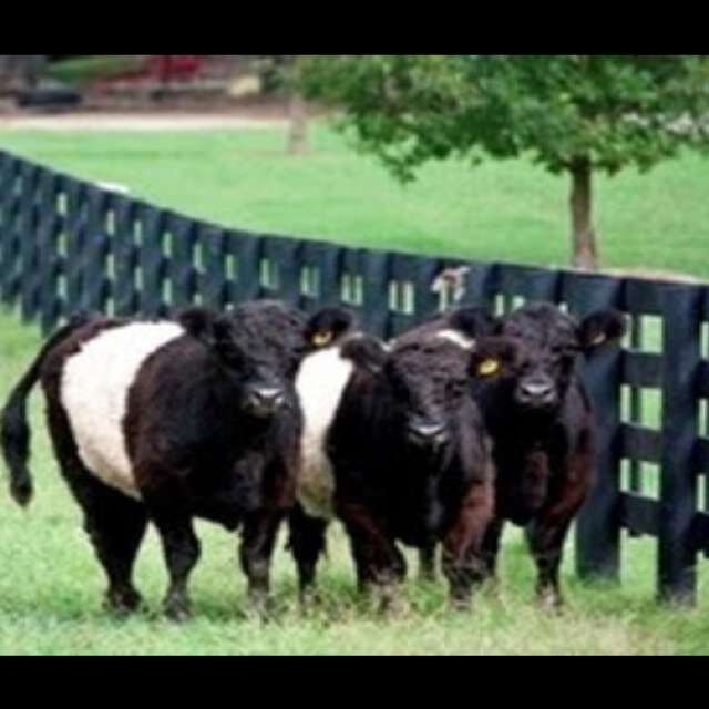 Ray Family Farms Rayfamilyfarms Twitter