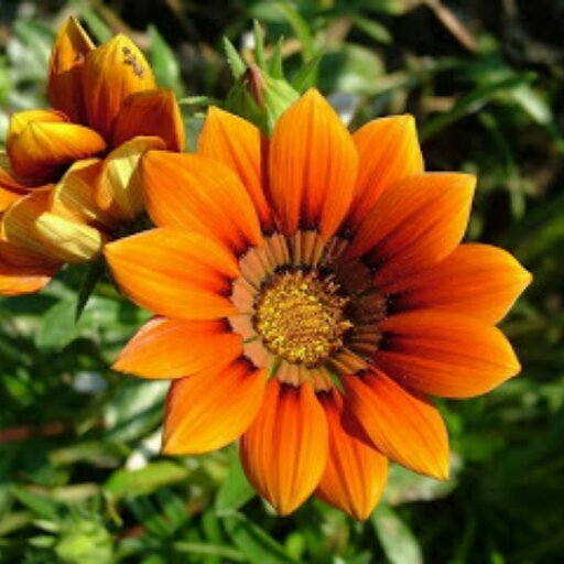 bitterthanpare's profile picture. 