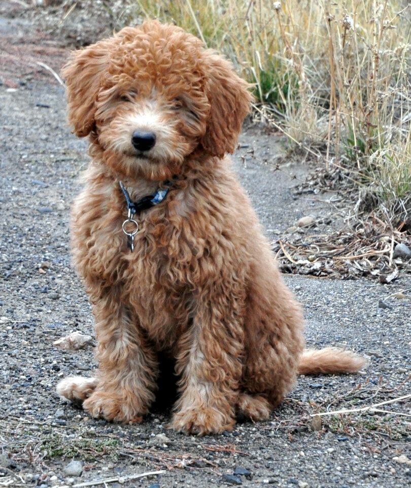 Mini Red and Chocolate Labradoodle Breeder. We love what we do and we ship anywhere.