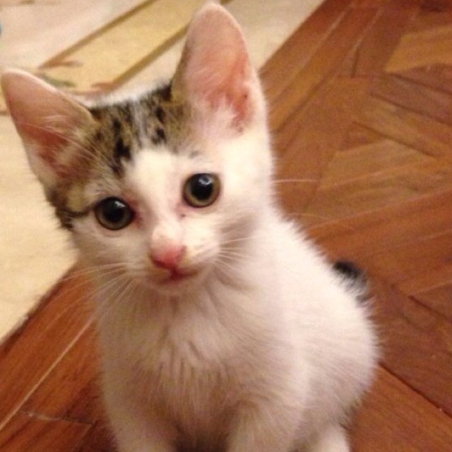 lieating's profile picture. 